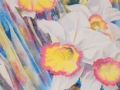 DAFFODILLIES