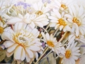 daisyaday