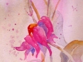pink_ladies