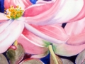 pinkdogwood